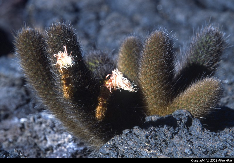 2002Galapagos/070010