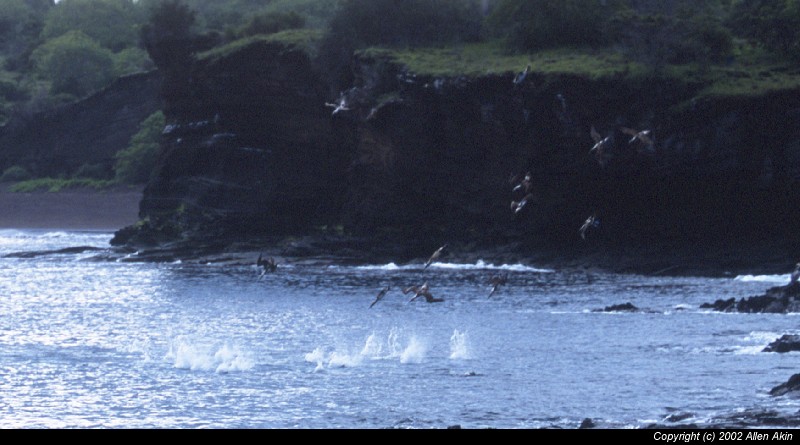 2002Galapagos/070037