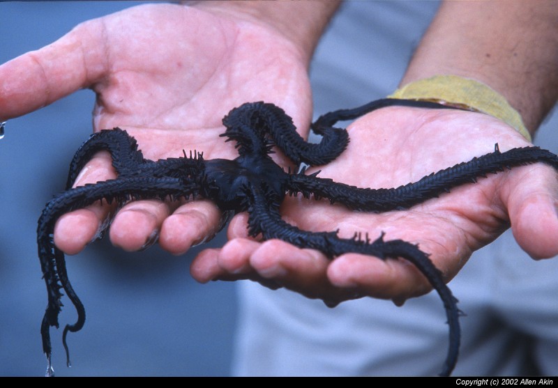 2002Galapagos/080010