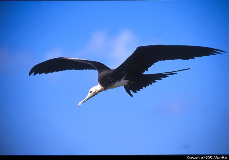 2002Galapagos/090016
