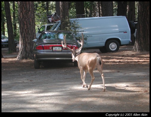 2003TransSierra/010092