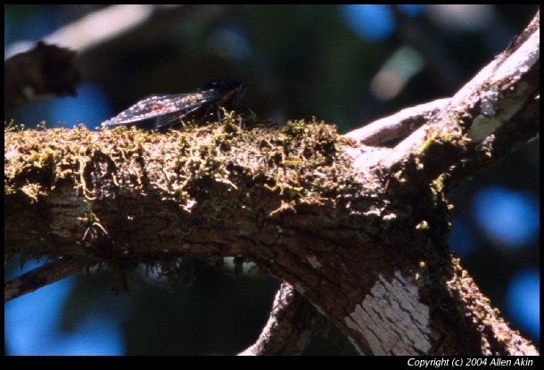 2004CostaRica/040009