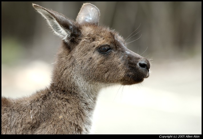 2005Australia/020016